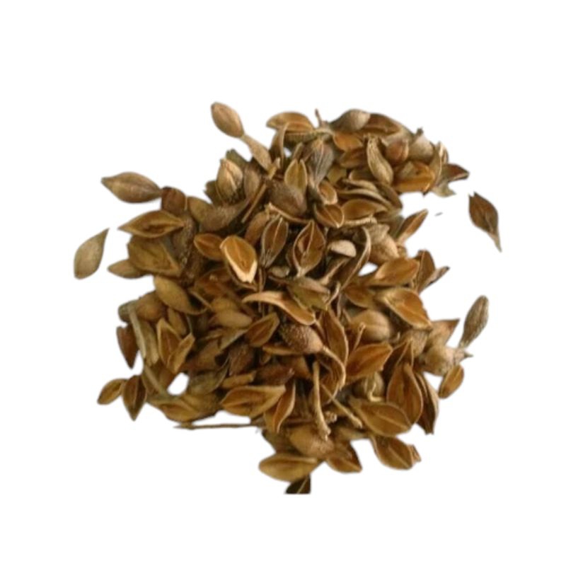 

LIAN QIAO FORSYTHIA SUSPENSA FRUIT 10GR RAMUAN HERBAL