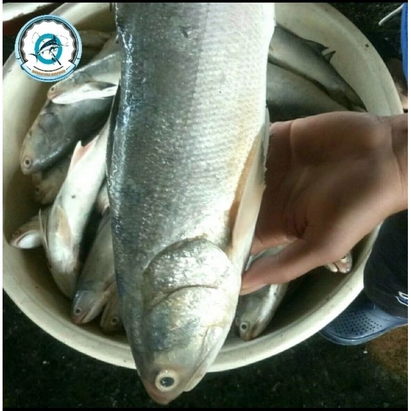 

Ikan kuro