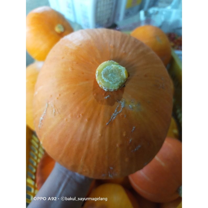 

kabocha merah