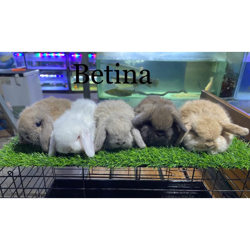 kelinci hias holland lop/ kelinci holland loop/ kelinci Holland loap