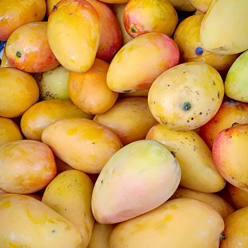 

Mangga Podang Gunung Suluhan Berat 1 Kg