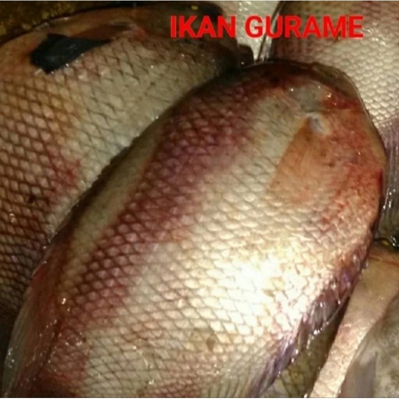 

Ikan Gurame