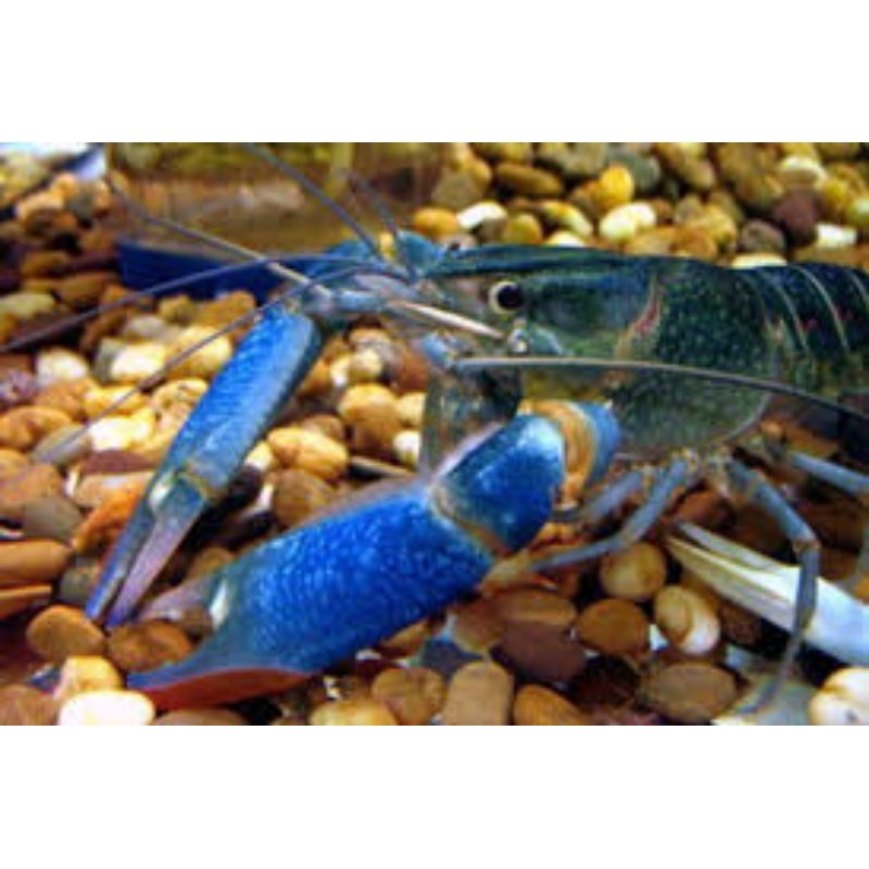 

lobster air tawar redclaw biang super