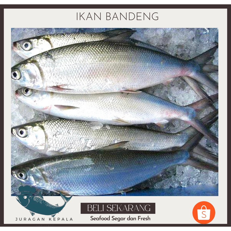 

IKAN BANDENG FRESH 1 KG
