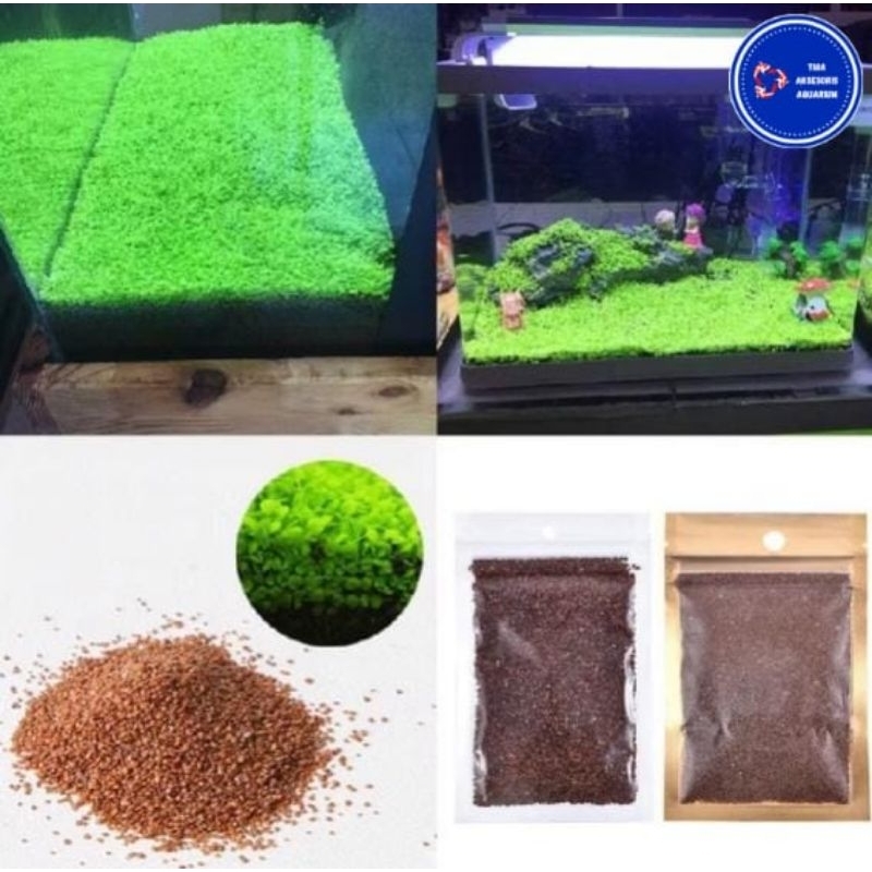 Bibit Carpet SEED Import