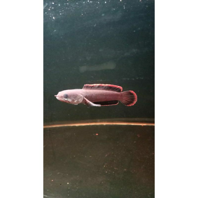 limbata cb dieng uk 6-7cm sudah bermental