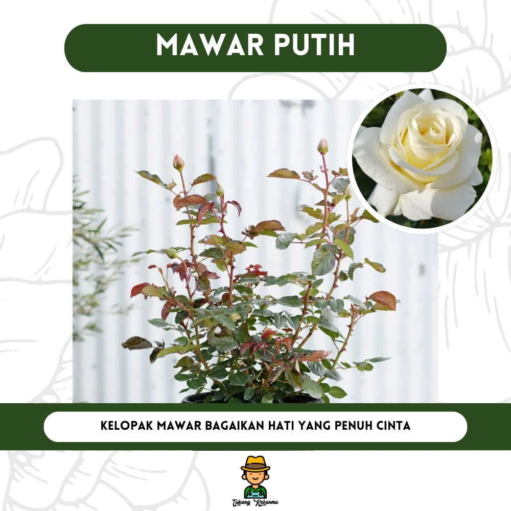 Tanaman Bibit Mawar Putih Bibit Bunga Mawar Murah
