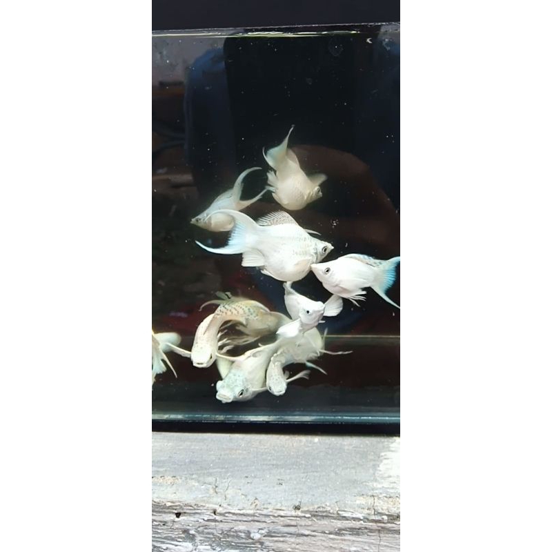 stiker molly balon platinum lyretail mata hitam