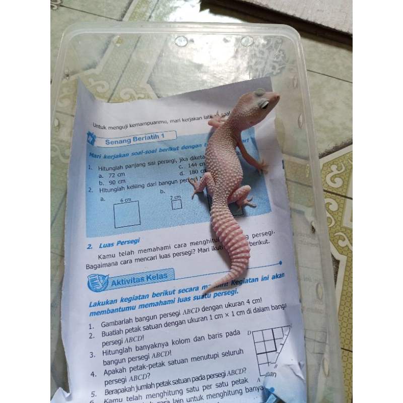 Hiasan Resin Gecko Super Snow Diablo Blanco Male /  Female 