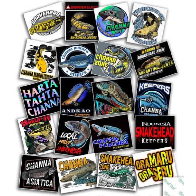 

Stiker channa limbata