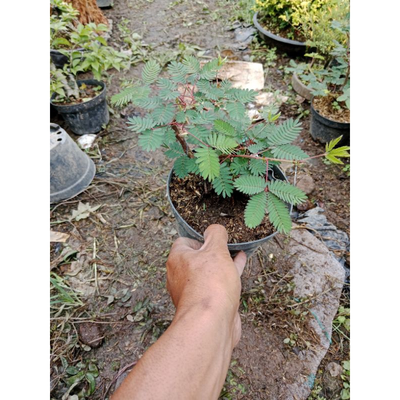 bonsai putri malu