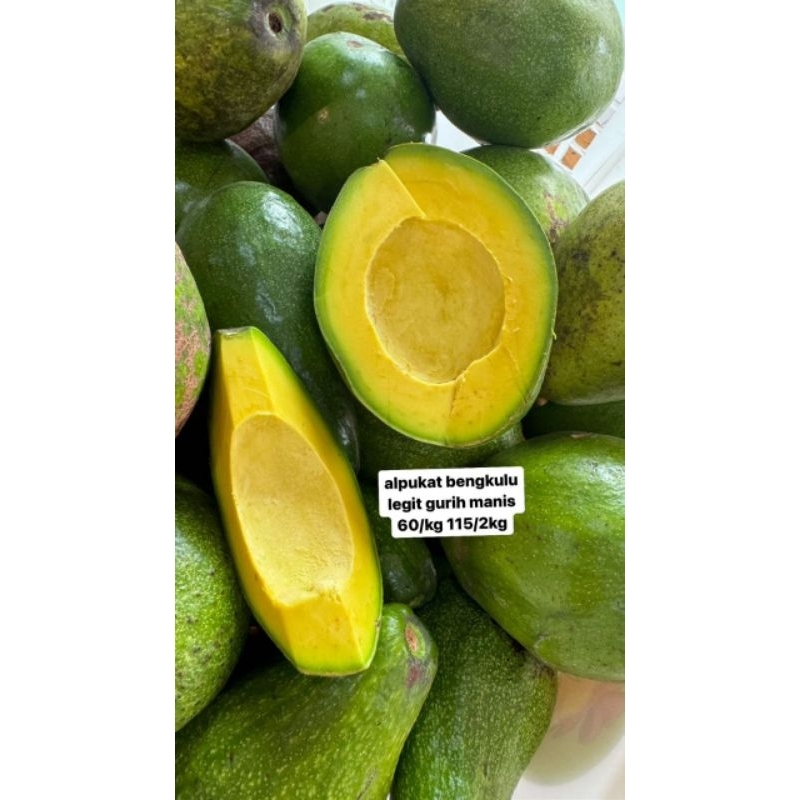 

alpukat bengkulu