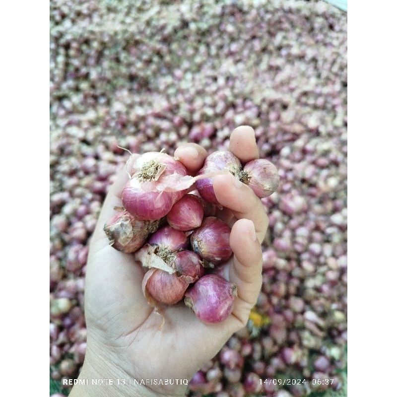 

bawang paket 2kg tanggung