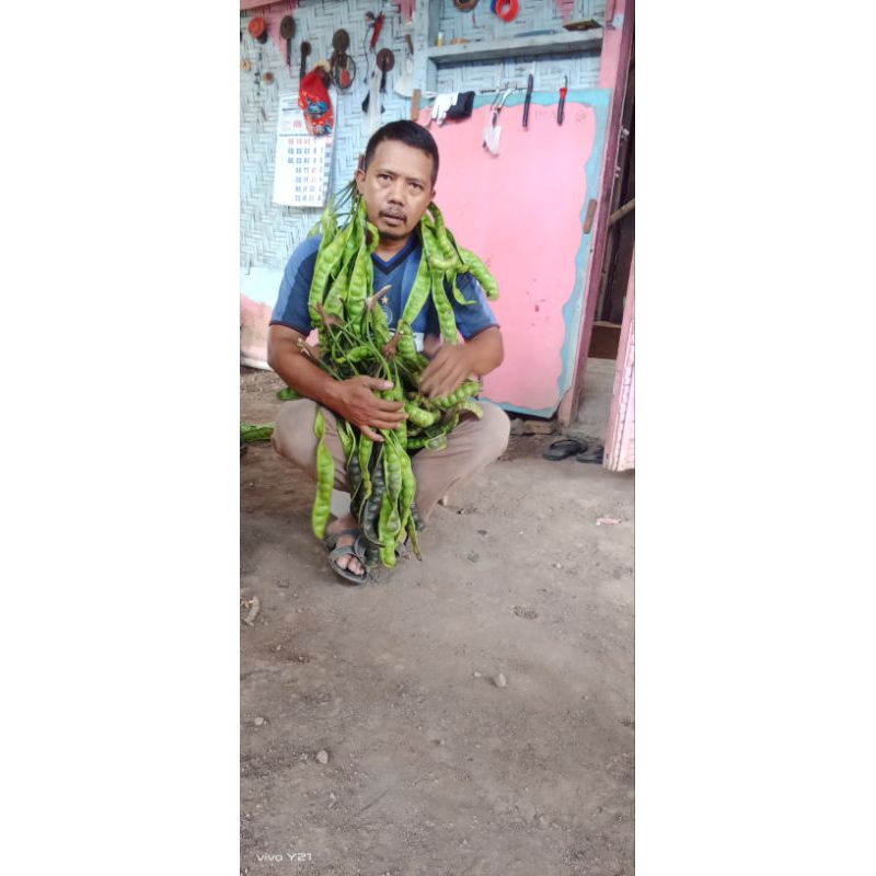 

petai fresh, Pete obral
