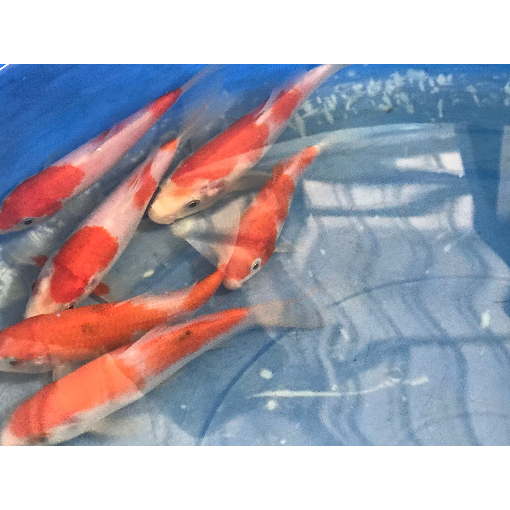 Ikan Koi Kohaku Hias Aquarium Lolos Sortir Berkualitas Ukuran 5 - 10cm