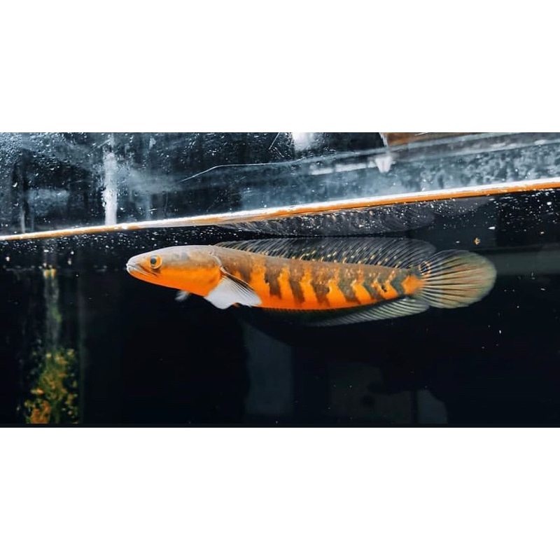 channa red maru ukuran 3-4 cm isi 10 ekor (SPECIAL)