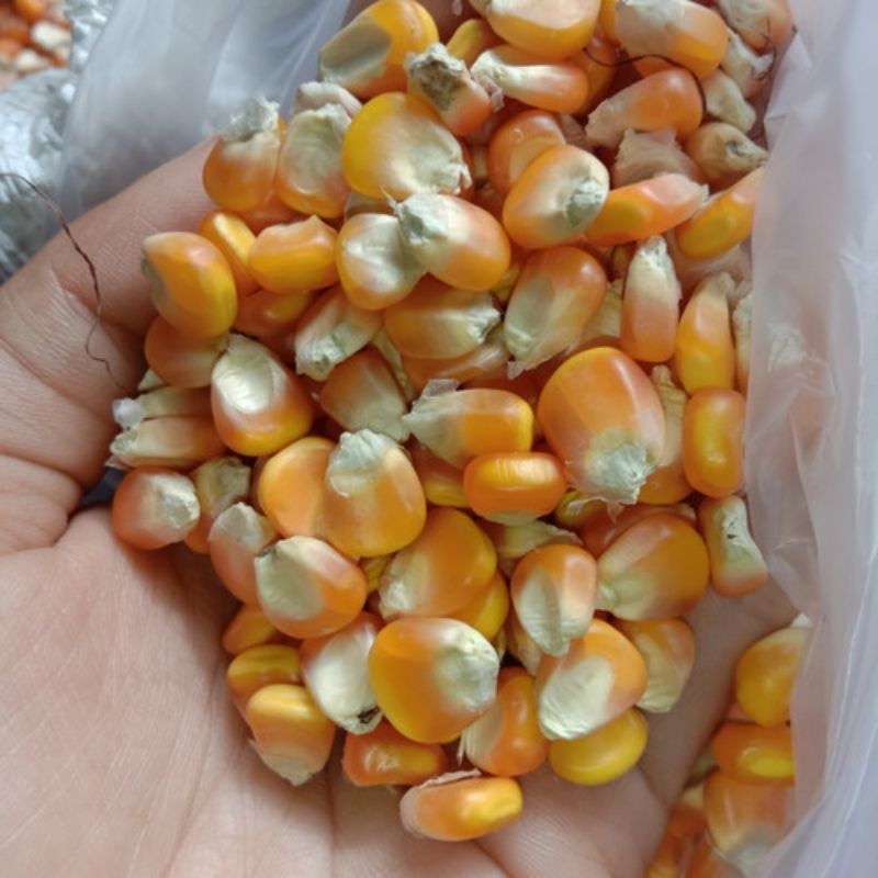 

Biji Jagung 1kg | Jagung Hibrida | Jagung Kering | Jagong
