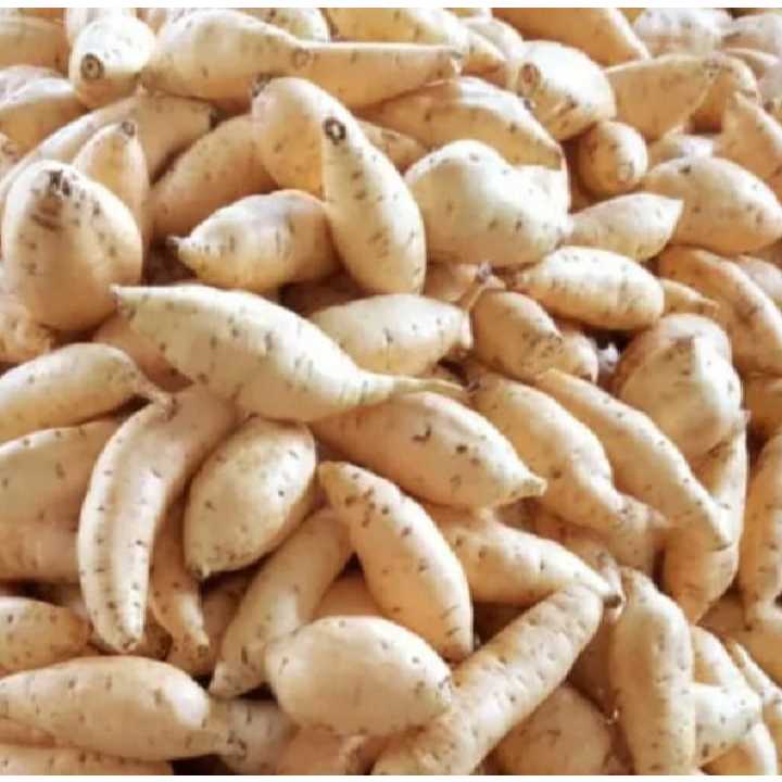 

RB22 Ubi Madu Cilembu Mentah super 1kg Kualitas AB