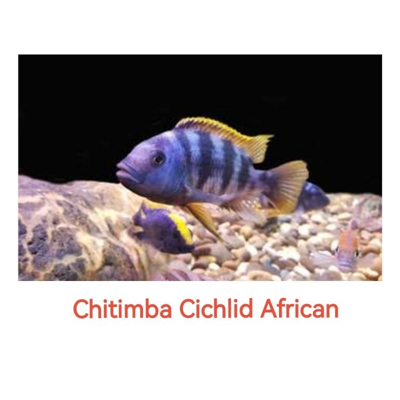 Chitimba Cichlid (Petrotilapia Chitimba Bay Mbuna Lake Malawi)