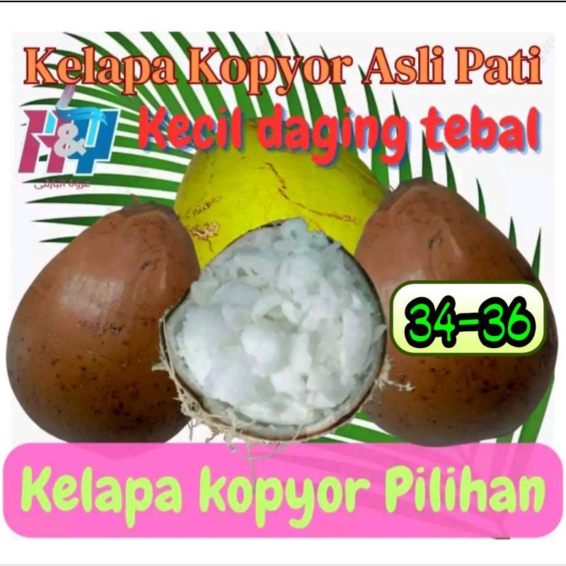 

Kelapa Kopyor Kecil isi tebal ukuran 34-36
