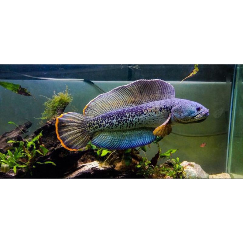 chana Barca baby an  2_4cm. random size