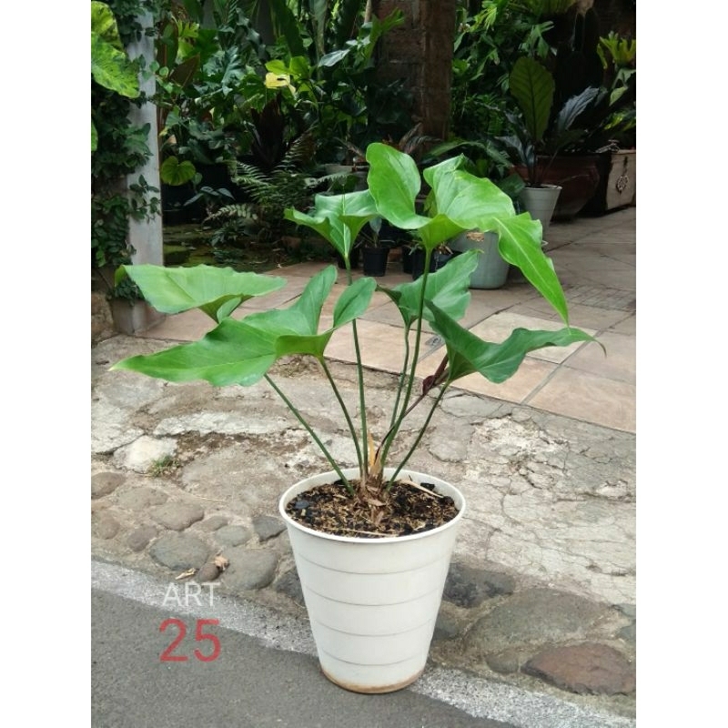 Anthurium Watermaliense Anturium Sesuai Foto