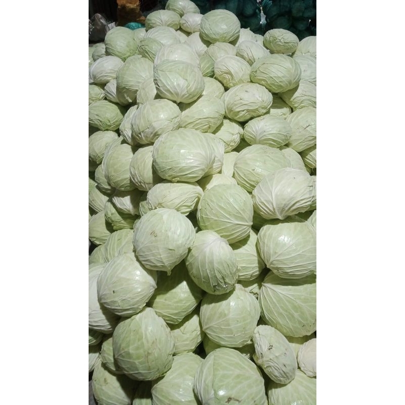 

Sisuma Fresh Kol Putih Bersih Murah