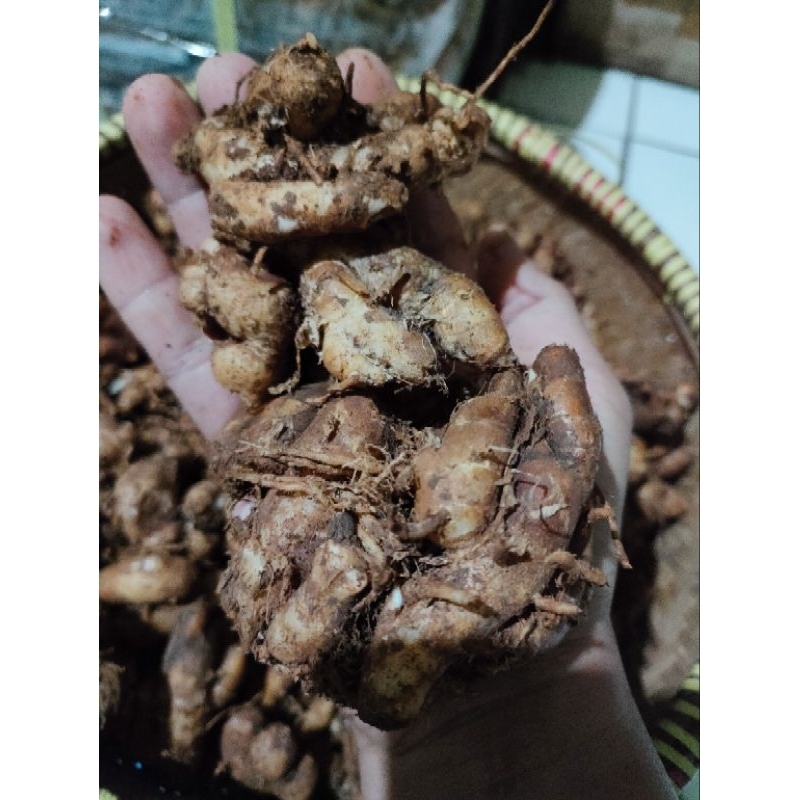 

kencur/kencur jumbo 1ons