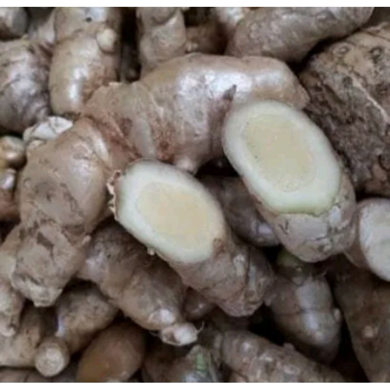 

kunyit putih segar curcuma zedoaria 1kg