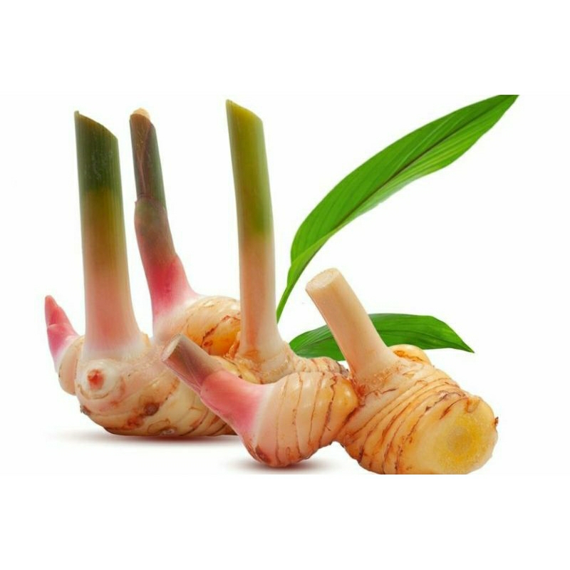 

lengkuas laos muda 1kg