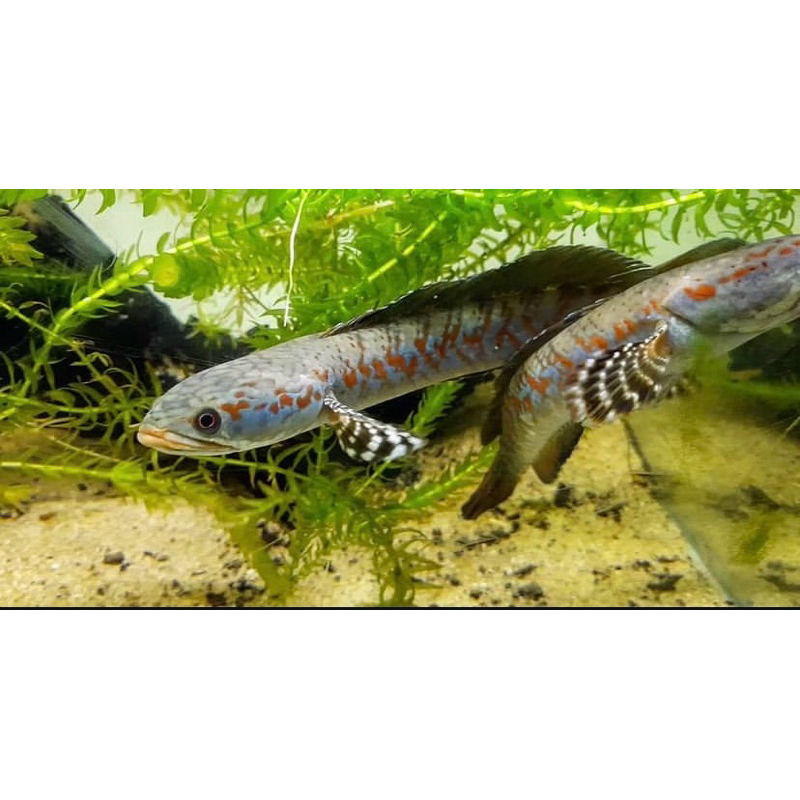 Limbata bleheri corak bagus 10-15 cm isi 2 ekor