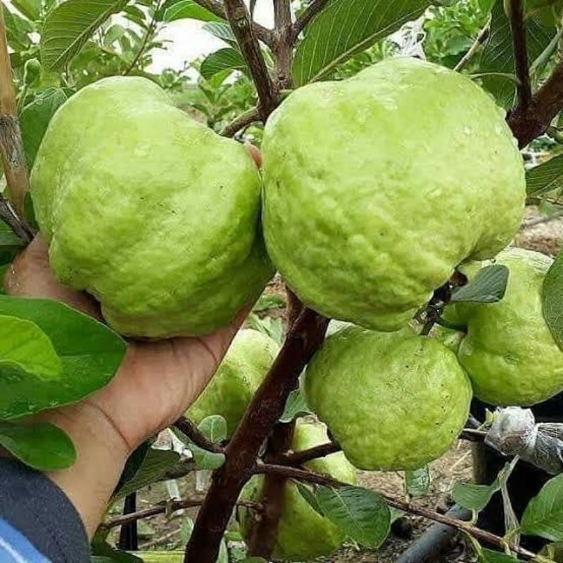 Bibit jambu kristal putih biji kecil(berbuah dalam pot)