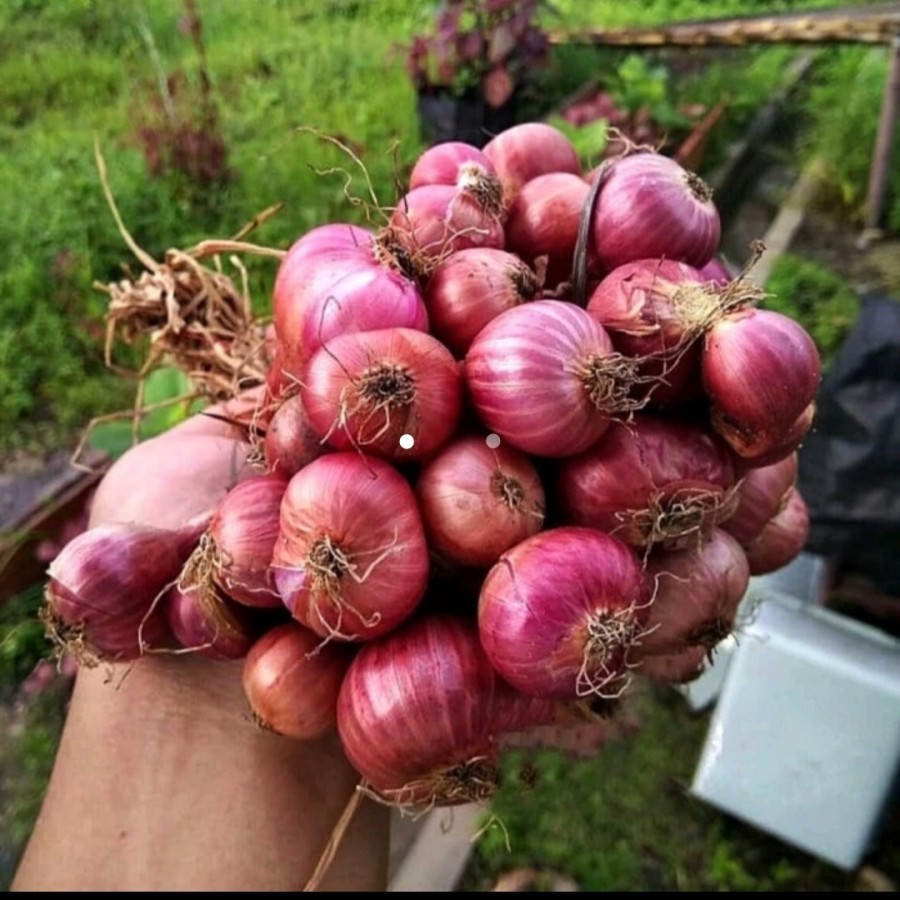 

BAWANG MERAH BREBES SAYURAN FRESH