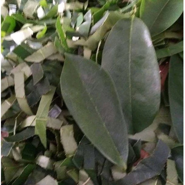 

Daun sirsak kering rajang herbal alami atasi kangker