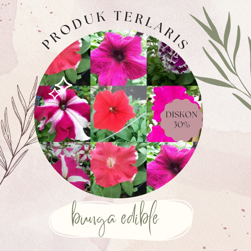 PETUNIA HYBRID F1 DISKON BESAR