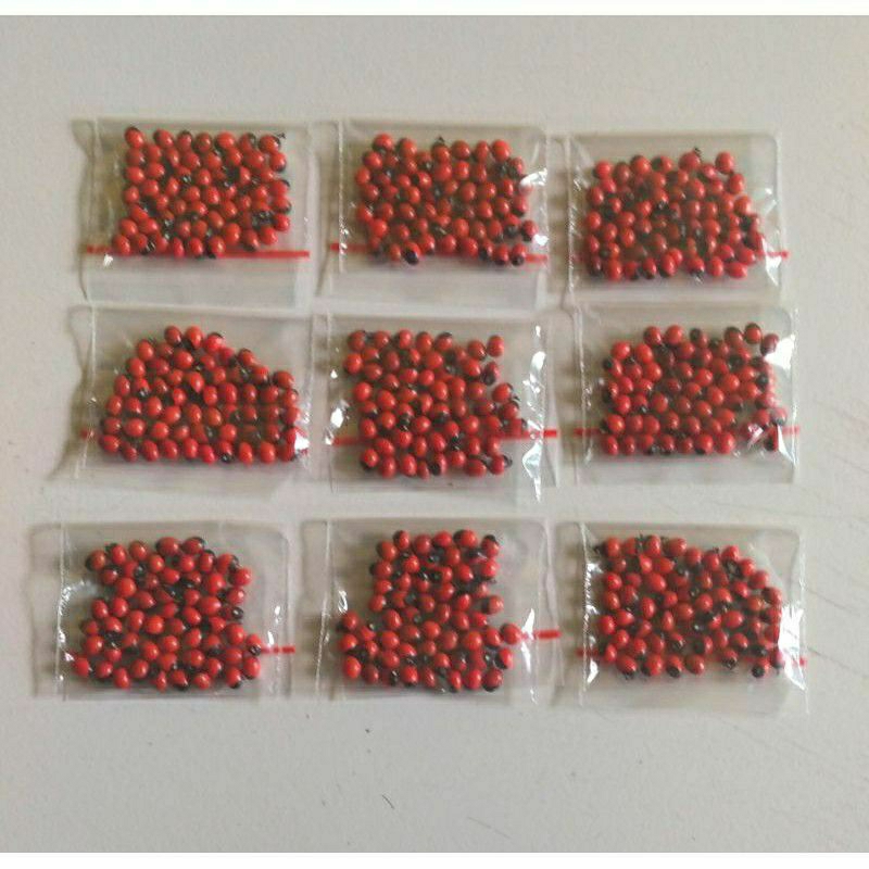 

50 BENIH BIJI SAGA RAMBAT