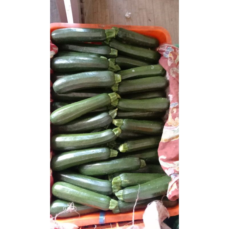 

zuchini/sukini hijau 500gram