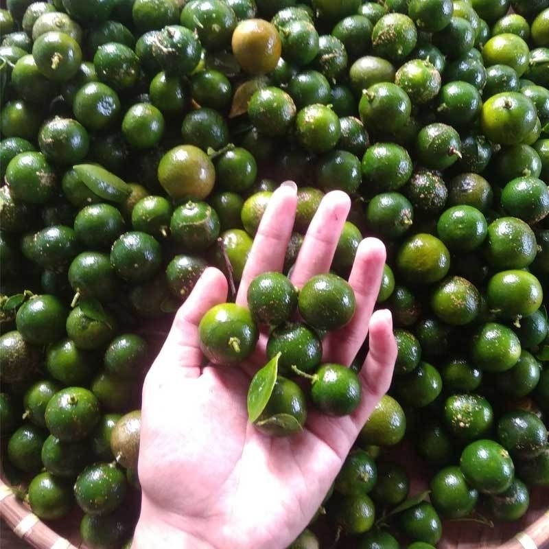 

Jeruk kasturi hijau/jeruk kunci