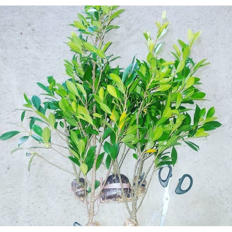 Kimeng Cangkok Fresh