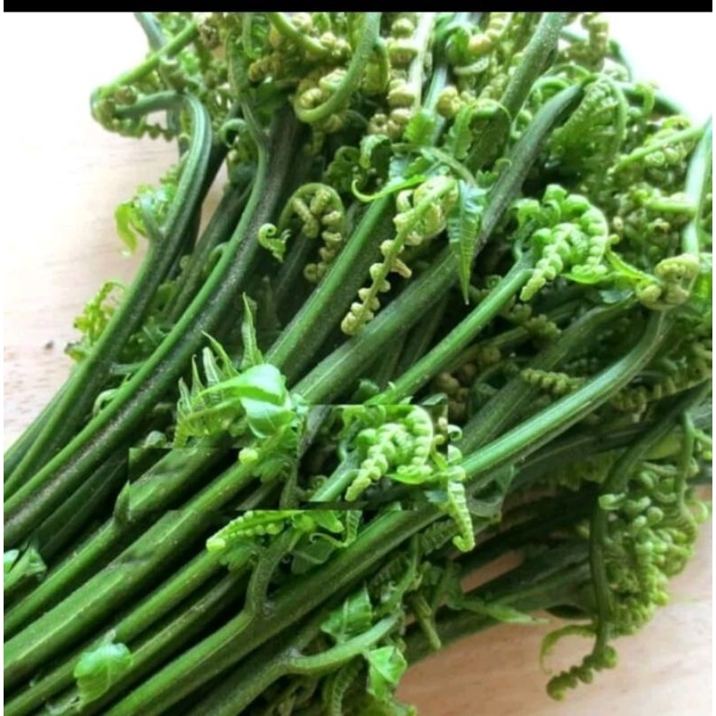

Sayur Pakis - Daun Paku 1 ikat