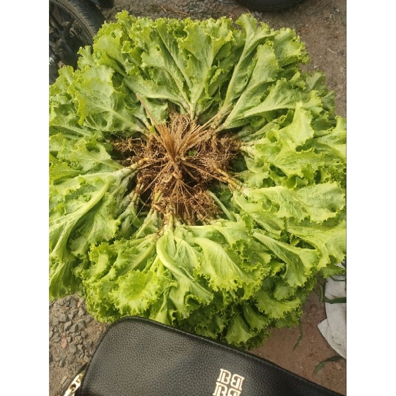 

Selada