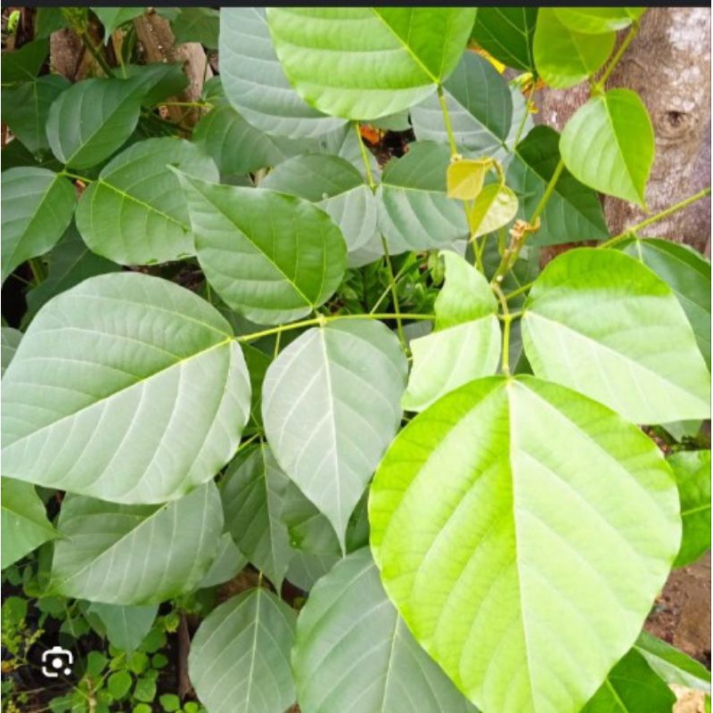 

Daun dadap segar banyak manfaat buat kesehatan dan kecantikan