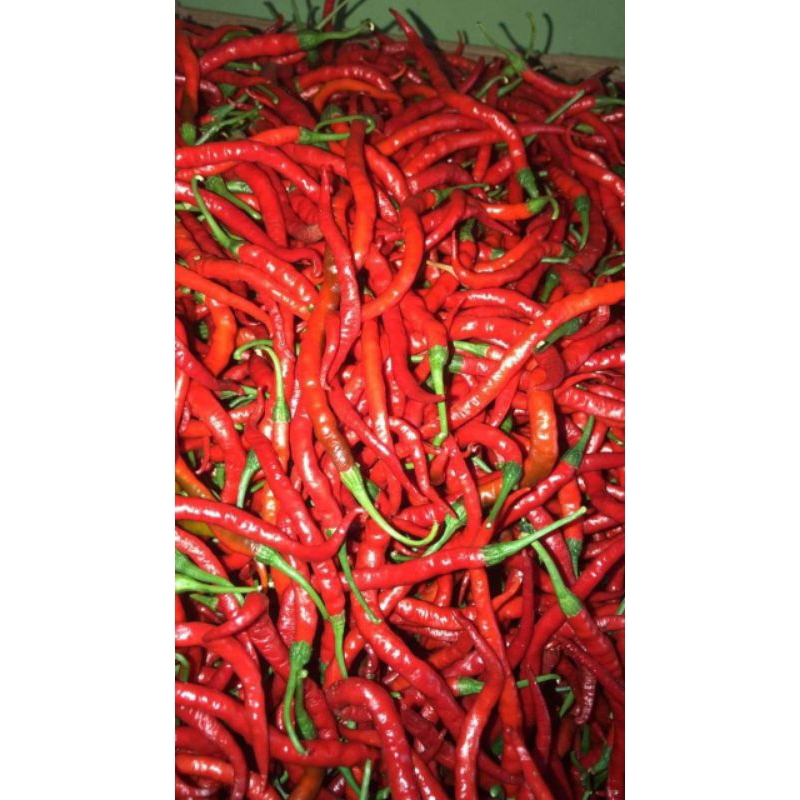 

cabe merah murah 1 kg