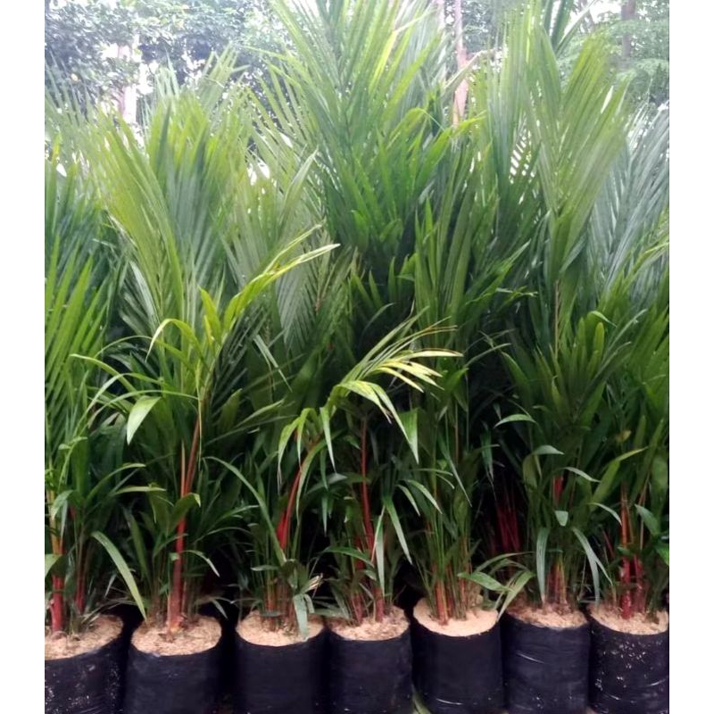 TANAMAN HIDUP POHON PALEM BOTOL/PALEM MERAH