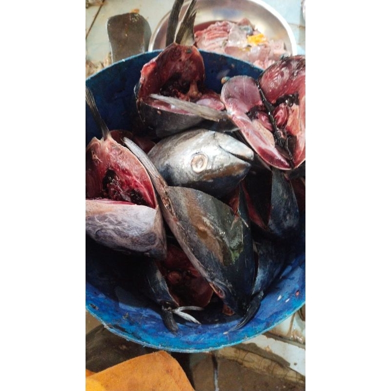 

Ikan Laut Kepala Ikan Tuna