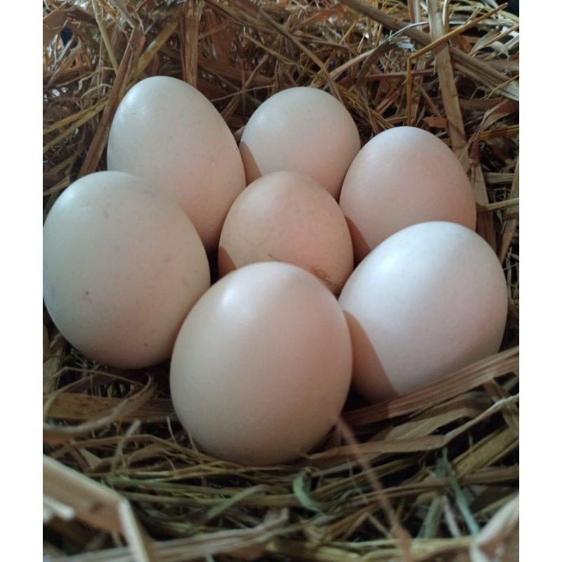 

Telur ayam kampung, segar langsung dari kandang berkualitas isi 10 butir