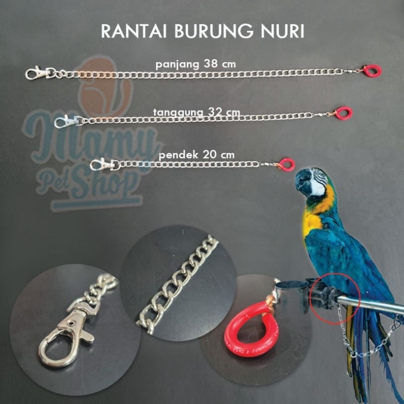 RANTAI BURUNG NURI | BORGOL BURUNG