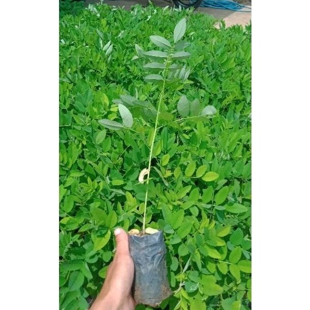 MURAH MERIAH BIBIT INDIGOFERA PAKAN TERNAK KAMBING DLL