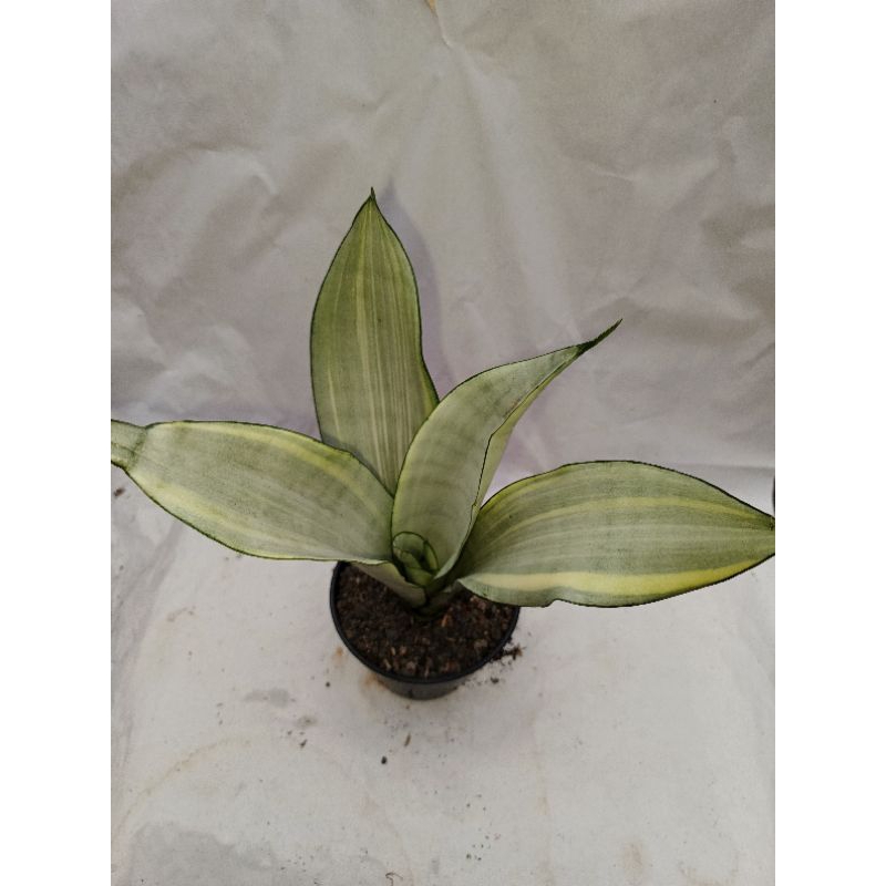 Sansevieria Moonshen Varigata