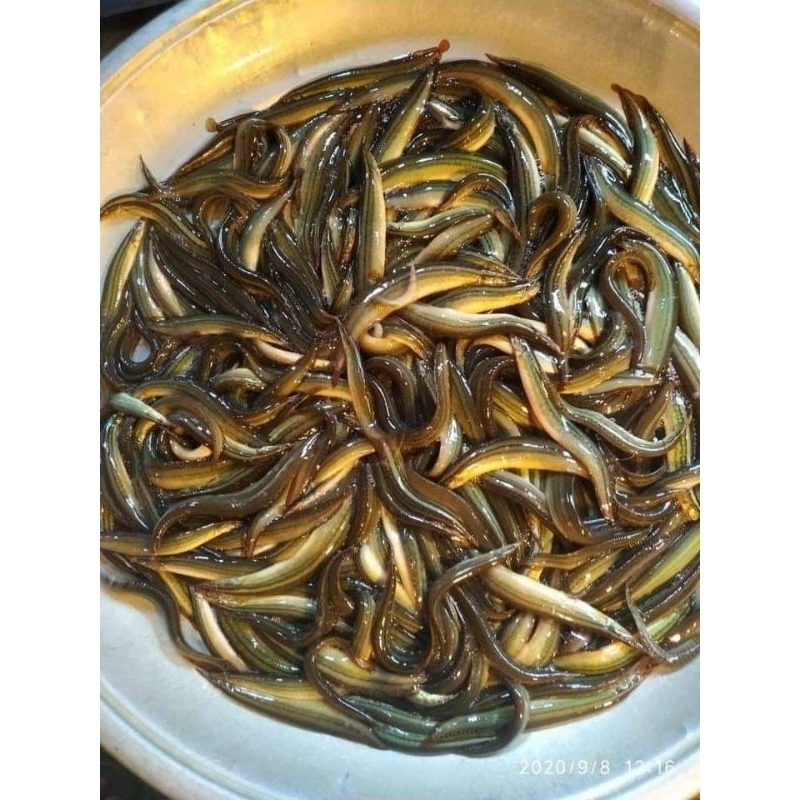 Belut segar